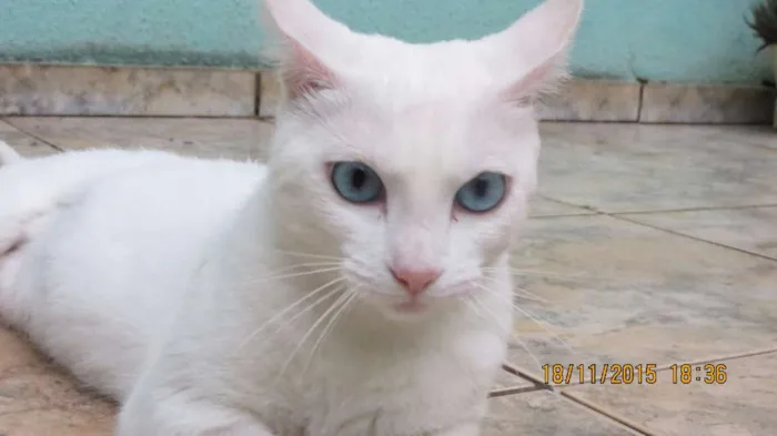 Gato raça sem raça definida  idade 2 anos nome sem nome 