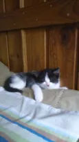 mimoso
