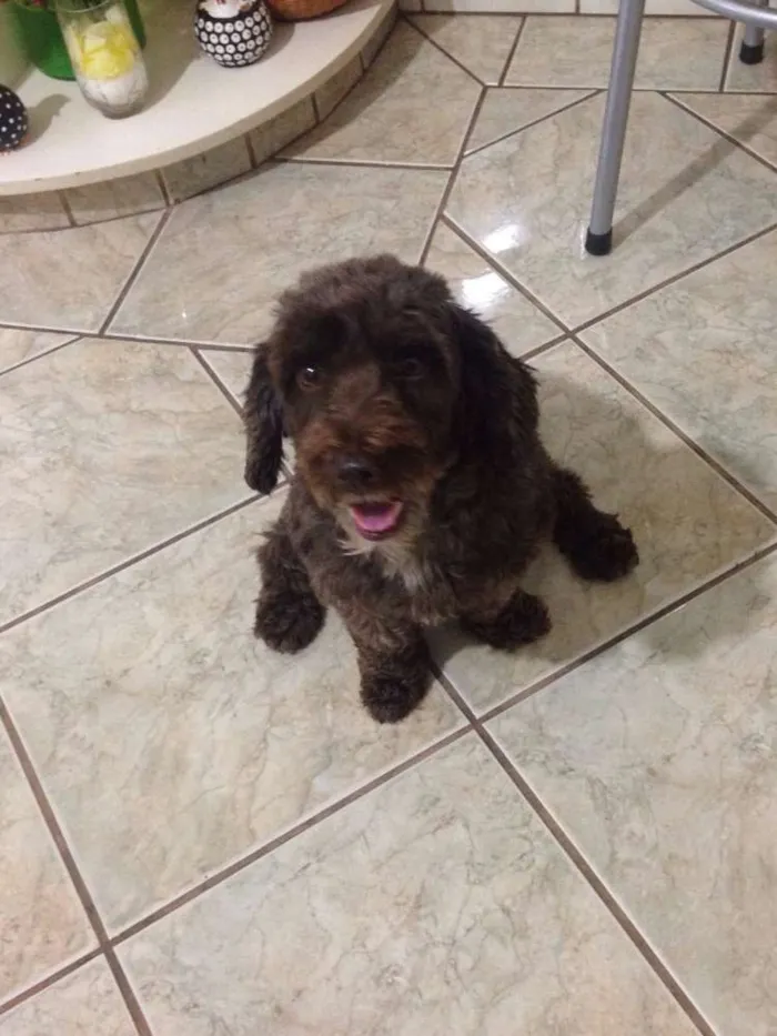 Cachorro ra a Poodle idade 3 anos nome Toquinho