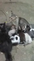 gatinhos