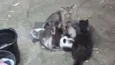 gatinhos
