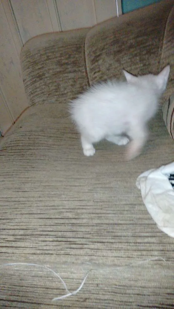 Gato ra a Ciames idade 2 a 6 meses nome Colgate