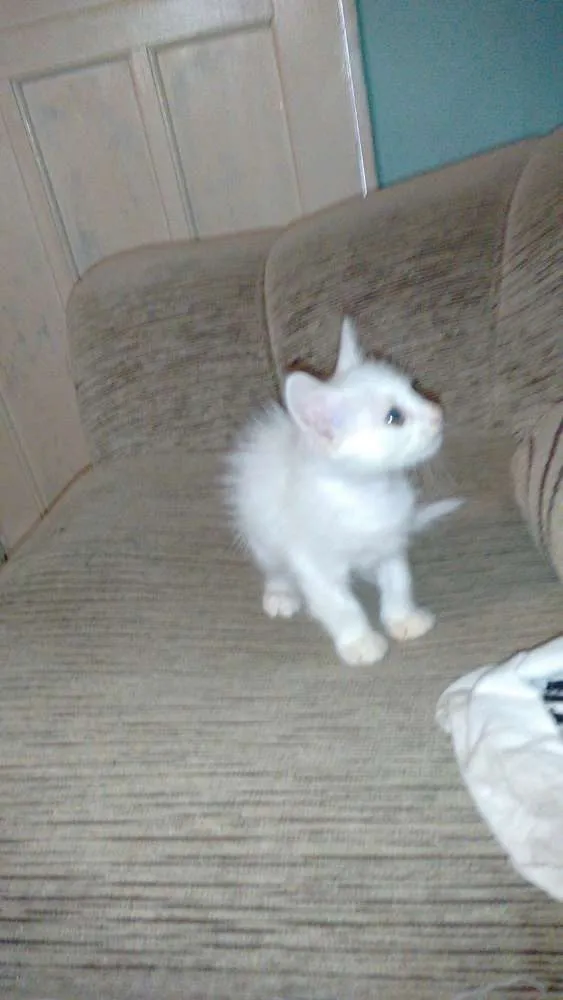 Gato ra a Ciames idade 2 a 6 meses nome Colgate