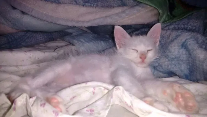 Gato ra a Ciames idade 2 a 6 meses nome Colgate