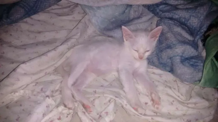 Gato ra a Ciames idade 2 a 6 meses nome Colgate