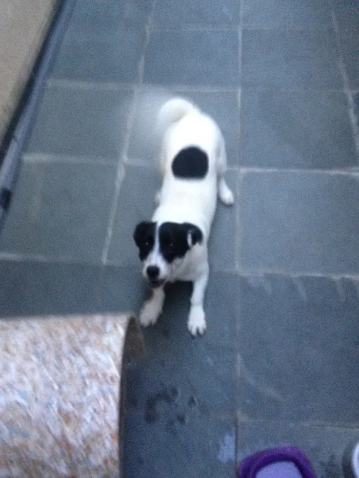 Cachorro raça Indefinida idade 2 a 6 meses nome Pepinha