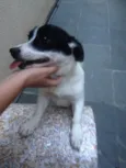 Pepinha