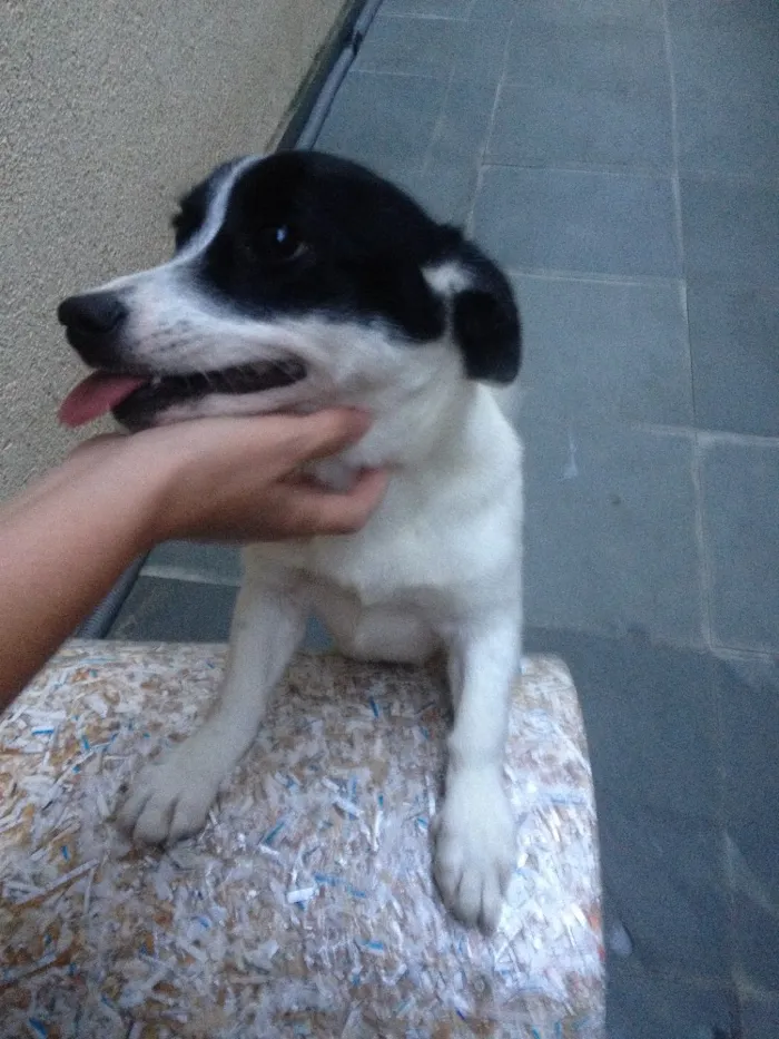 Cachorro raça Indefinida idade 2 a 6 meses nome Pepinha