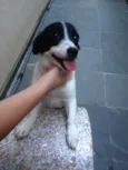 Pepinha