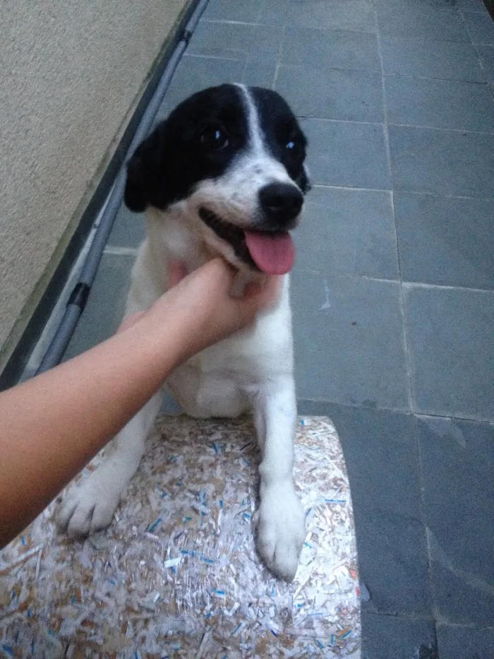 Cachorro raça Indefinida idade 2 a 6 meses nome Pepinha