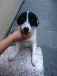 Pepinha