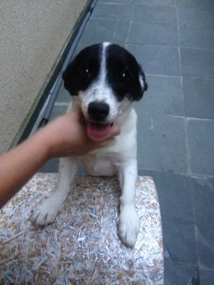Cachorro raça Indefinida idade 2 a 6 meses nome Pepinha