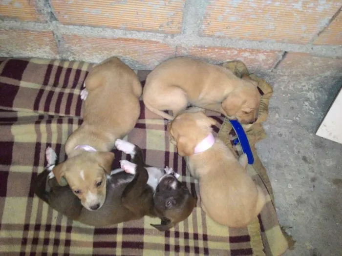 Cachorro ra a  idade 2 a 6 meses nome Os filhotes ainda n