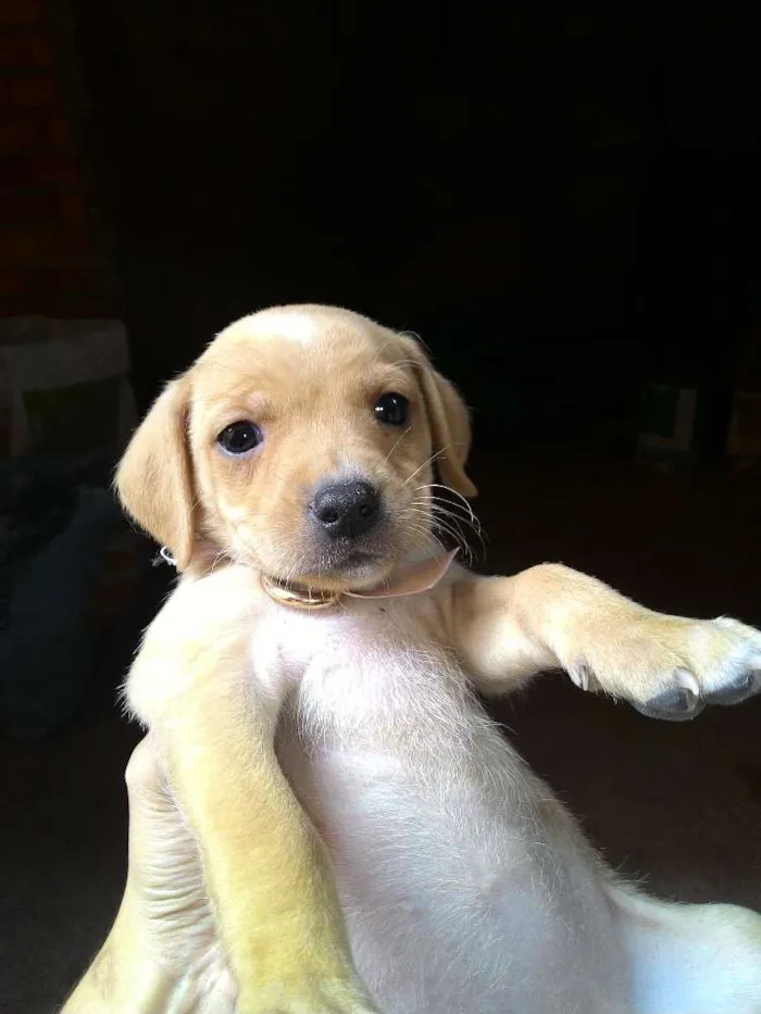 Cachorro ra a  idade 2 a 6 meses nome Os filhotes ainda n