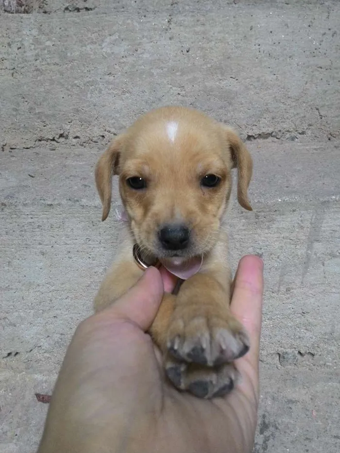 Cachorro ra a  idade 2 a 6 meses nome Os filhotes ainda n