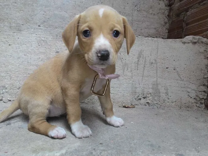 Cachorro ra a  idade 2 a 6 meses nome Os filhotes ainda n