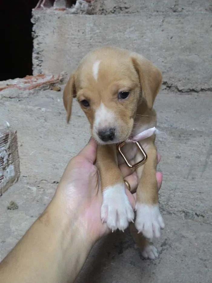 Cachorro ra a  idade 2 a 6 meses nome Os filhotes ainda n