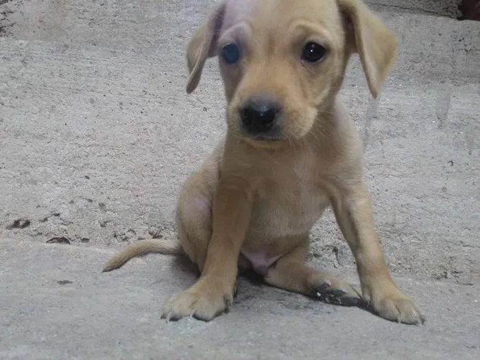 Cachorro ra a  idade 2 a 6 meses nome Os filhotes ainda n