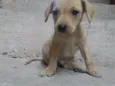 Os filhotes ainda n
