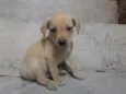 Os filhotes ainda n