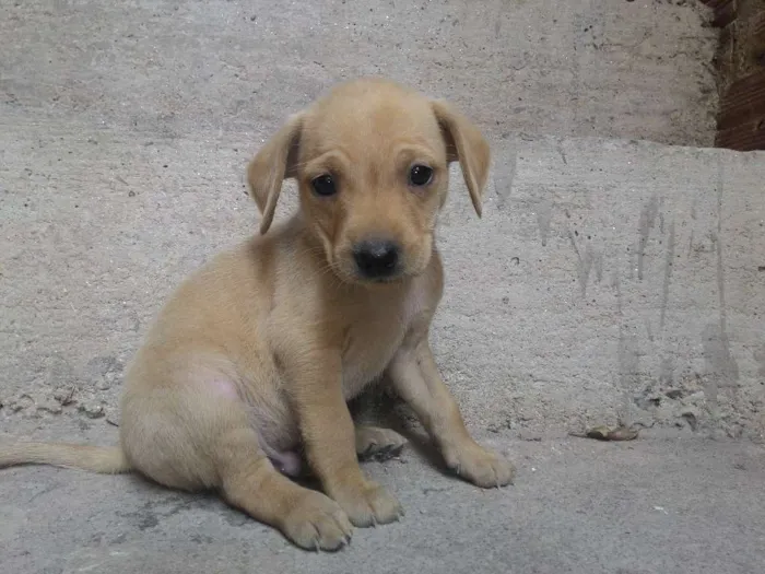 Cachorro ra a  idade 2 a 6 meses nome Os filhotes ainda n