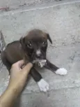 Os filhotes ainda n