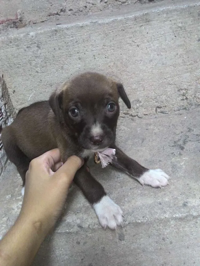 Cachorro ra a  idade 2 a 6 meses nome Os filhotes ainda n