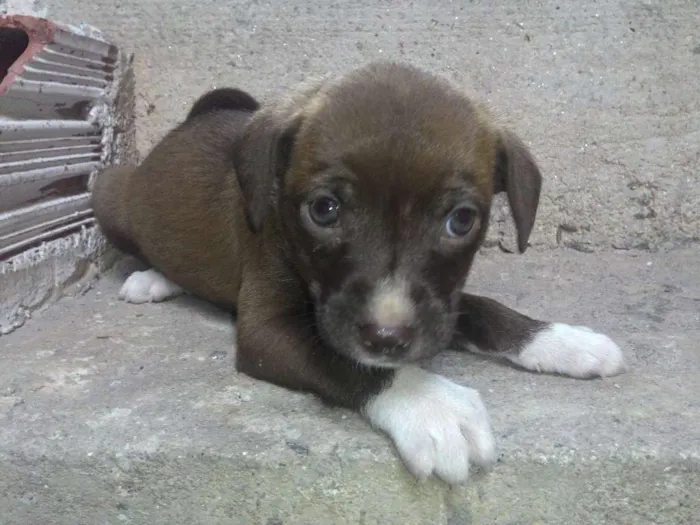 Cachorro ra a  idade 2 a 6 meses nome Os filhotes ainda n