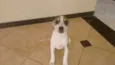 Bolinha