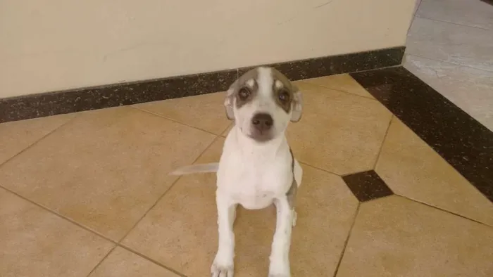 Cachorro raça Pé Duro idade 2 a 6 meses nome Bolinha