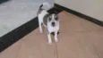 Bolinha