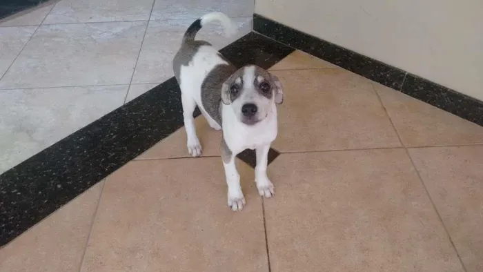 Cachorro raça Pé Duro idade 2 a 6 meses nome Bolinha