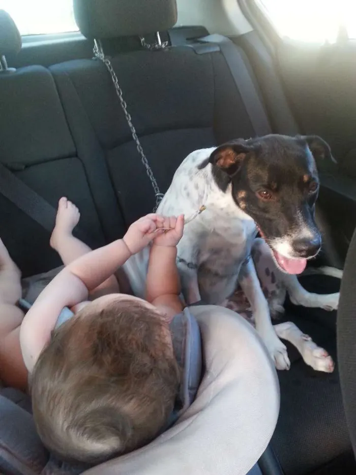 Cachorro raça Vira lata idade 7 a 11 meses nome MC  QUEEM