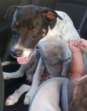 Cachorro raça Vira lata idade 7 a 11 meses nome MC  QUEEM