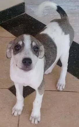 Cachorro raça Pé Duro idade 2 a 6 meses nome Bolinha