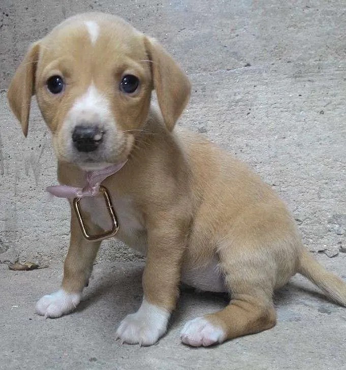 Cachorro ra a  idade 2 a 6 meses nome Os filhotes ainda n