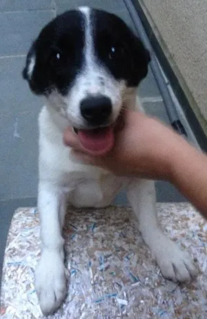 Cachorro raça Indefinida idade 2 a 6 meses nome Pepinha