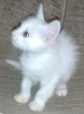 Gato raça Ciames idade 2 a 6 meses nome Colgate
