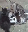 gatinhos