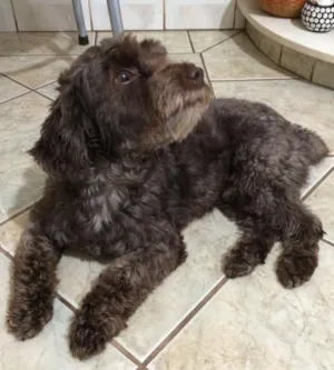 Cachorro raça Poodle idade 3 anos nome Toquinho