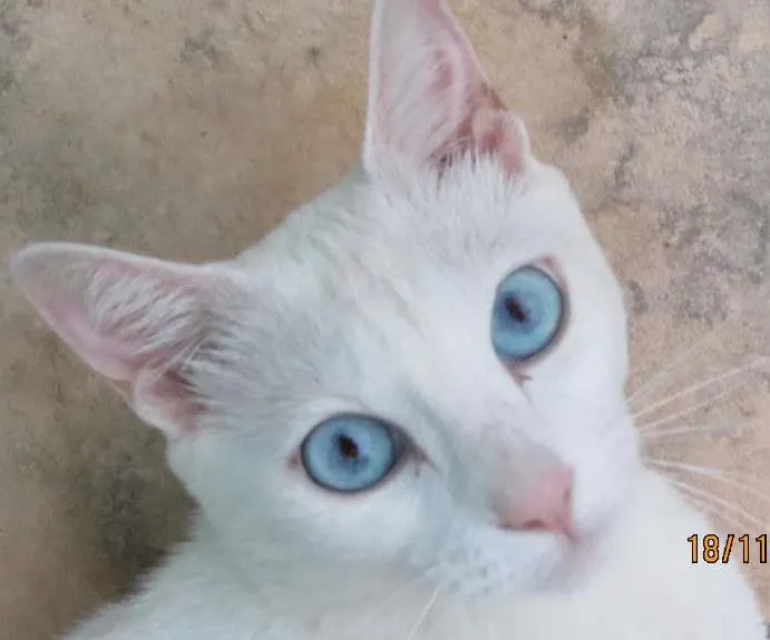 Gato raça sem raça definida  idade 2 anos nome sem nome 