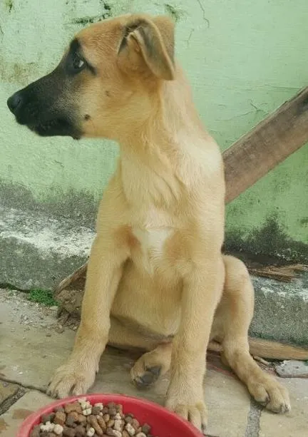 Cachorro ra a Mistura de pastor com lavrador e mais alguma coisa que não sei identificar idade 2 a 6 meses nome Não tem