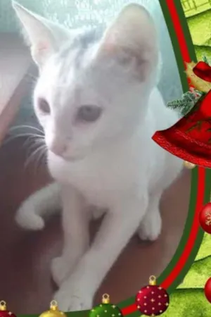 Gato raça SRD idade 2 a 6 meses nome Floco de Neve