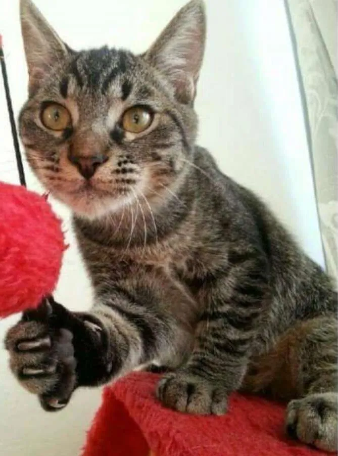Gato ra a SRD idade 7 a 11 meses nome Tony