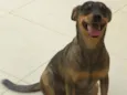 lola ,deicy, pitchula 