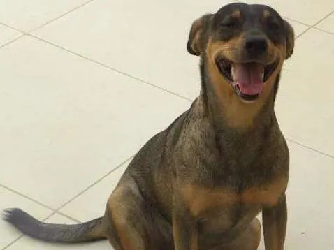 Cachorro ra a vira lata  idade 2 anos nome lola ,deicy, pitchula 