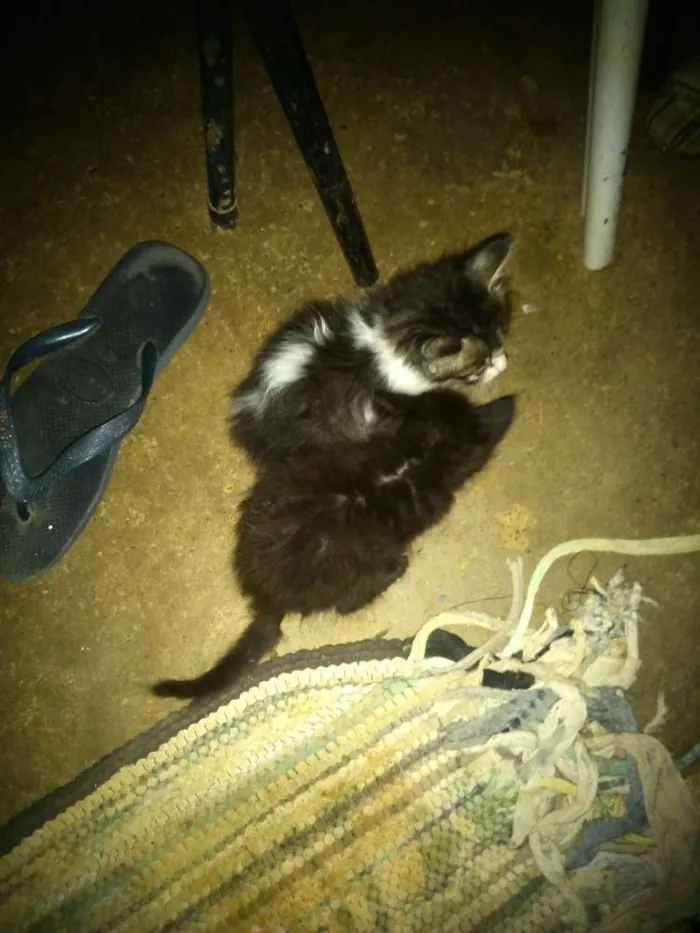 Gato raça  idade 2 a 6 meses nome Sem nome