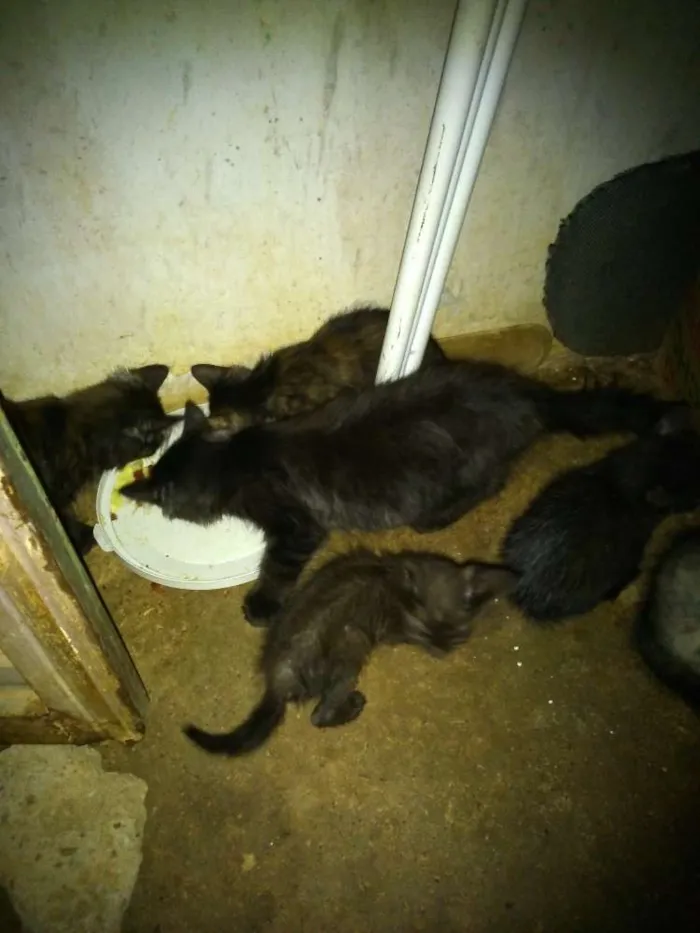 Gato raça  idade 2 a 6 meses nome Sem nome