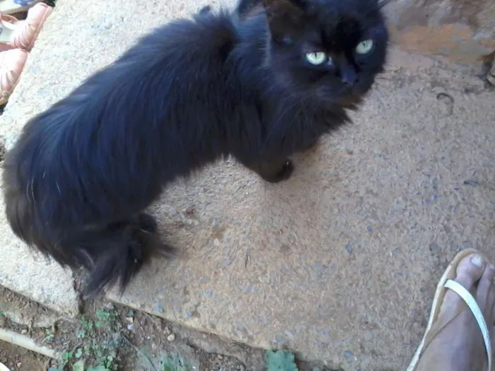 Gato raça  idade 2 a 6 meses nome Sem nome