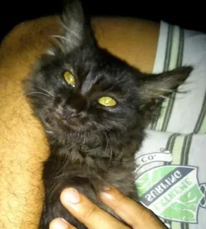 Gato raça  idade 2 a 6 meses nome Sem nome
